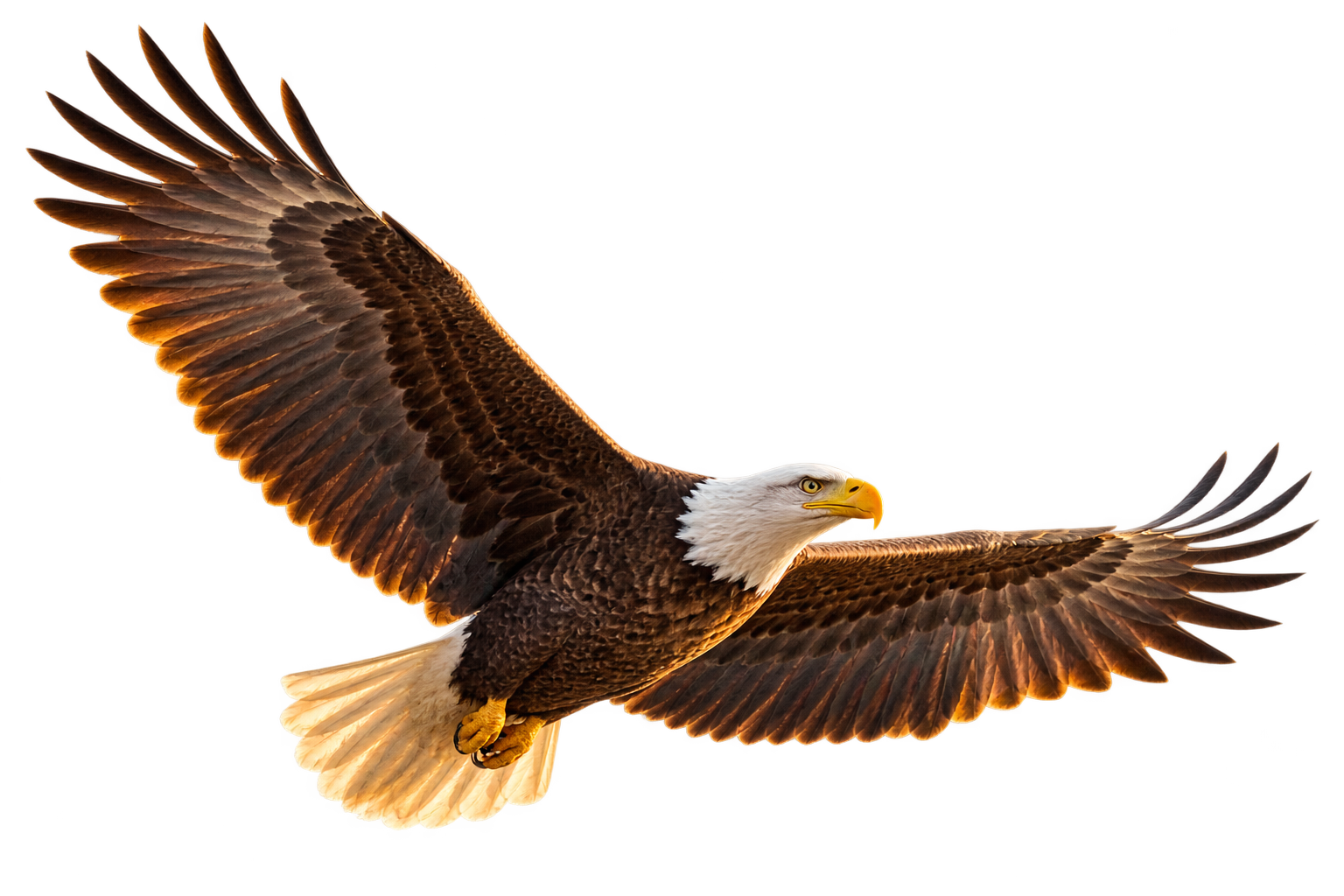 A bald eagle flying above the sunrise